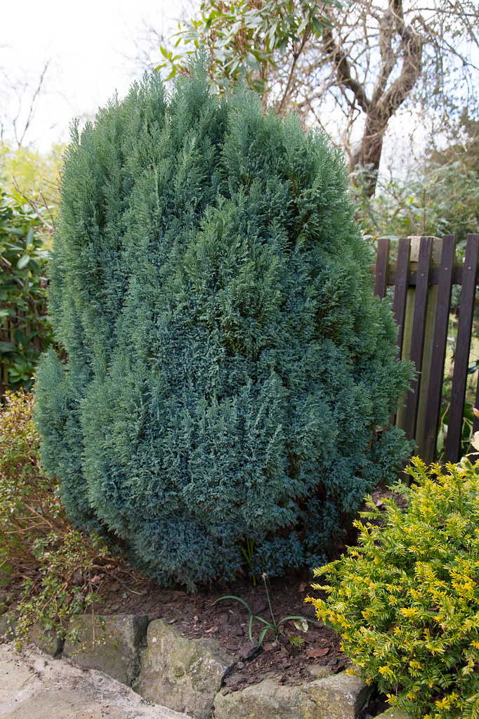 chamaecyparis-laws-ellwoodii