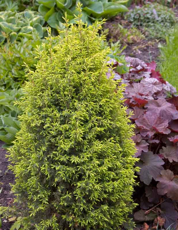 juniperus-communis-gold-cone