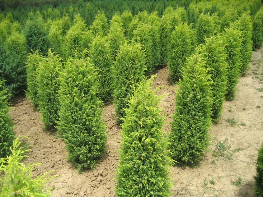 juniperus-communis-gold-cone2