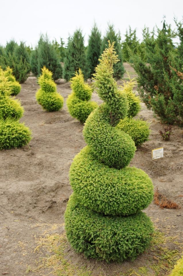 juniperus-communis-gold-cone3